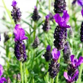 Regal Splendour Lavender Plants (Lavandula stoechas Regal Splendour)