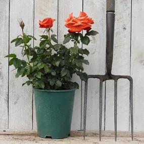 Remember Me Potted Rose