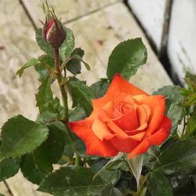 Remember Me Hybrid Tea Rose