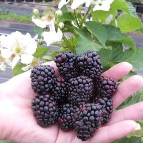 Reuben Blackberry Plants (Rubus fruticosus Reuben)
