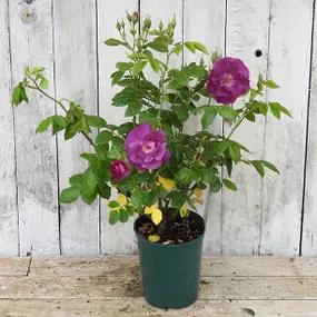 Rhapsody In Blue Potted Rose