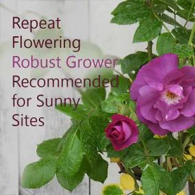 Rhapsody In Blue Robust Rose