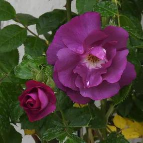 Rhapsody In Blue - Shrub