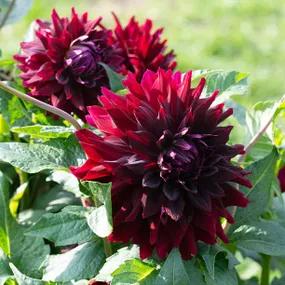 Rip City Dahlia Flowers