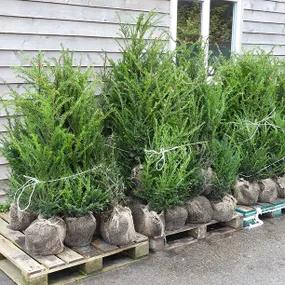 Rootball Yew Plants 100/125