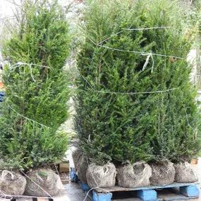 Rootball Yew Plants 120/150