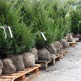 Rootball Yew Plants 80/100