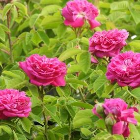 Rosa de Rescht Roses