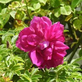 Roseraie De L'Hay Rose Flower