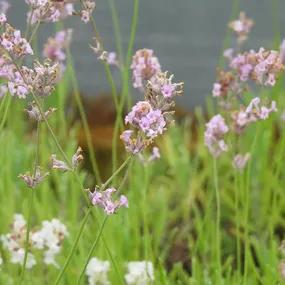 Rosea Lavender Flowers