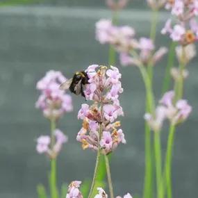 Rosea Lavender with Bee