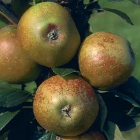 Rosemary Russet Apple Trees (Malus domestica ÔÇÿRosemary RussetÔÇÖ)