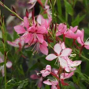 Gaura, Rosyjane