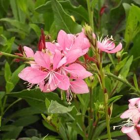 Rosyjane Pink Gaura Flowers