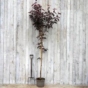 Royal Burgundy Potted Flowering Cherry Tree