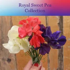 Royal Sweet Pea Collection