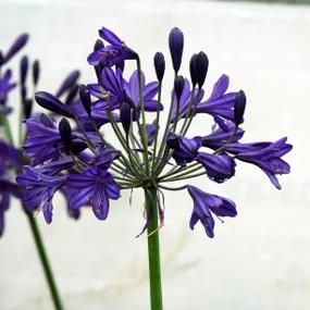 Royal Velvet Agapanthus