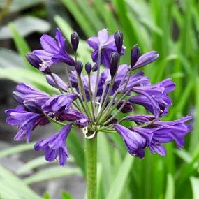 Royal Velvet Agapanthus