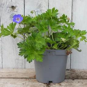 Rozanne Geranium 2 Litre Plant