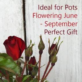 Ruby Anniversary Potted Rose Gift