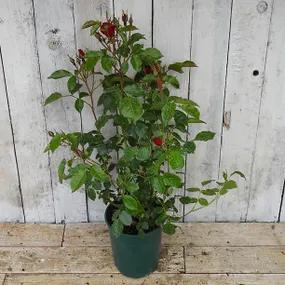 Ruby Anniversary - Floribunda