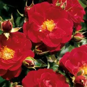 Ruby Flower Carpet - Patio Shrub Rose