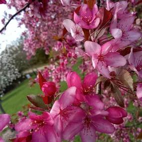 Rudolph crab apple blossom