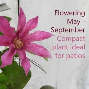 Clematis perfect for small space gardens