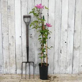 Sally Clematis Potted Plants