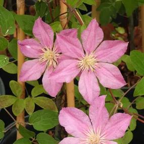 Sally Clematis Plants (Clematis Sally Evipo077)