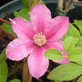 Sally Clematis Plants (Clematis Sally Evipo077)