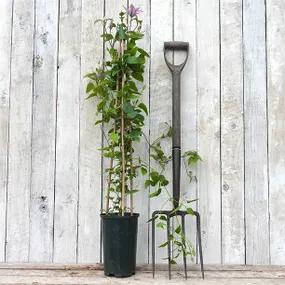 Samaritan Jo Potted Clematis Plant