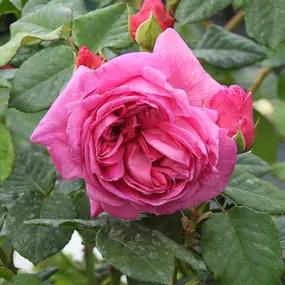 Sandringham - Shrub