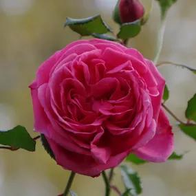 Sandringham Shrub Rose