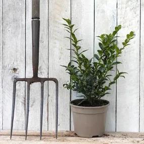 Potted Sweet Box Plants - 2 Litre