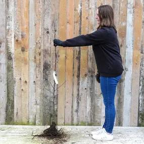 Saturn Maiden Apple Tree