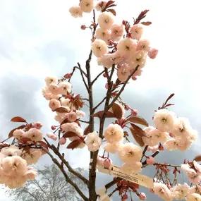 Mount Fuji Cherry Tree