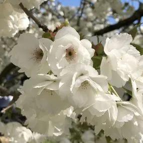 Shirotae Cherry Blossom
