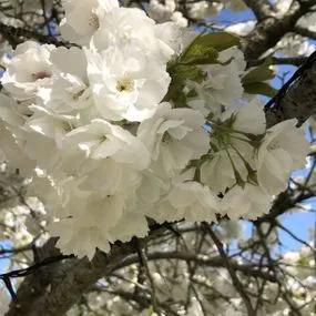 Shirotae cherry blossom tree