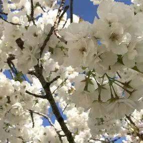 Shirotae cherry blossom tree