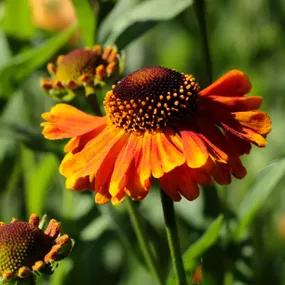 Short and Sassy Helenium Plants