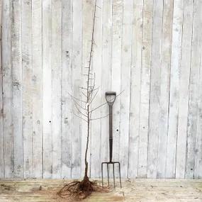 Shropshire Prune Maiden Tree