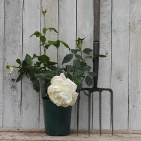 Silver Anniversary Potted Rose
