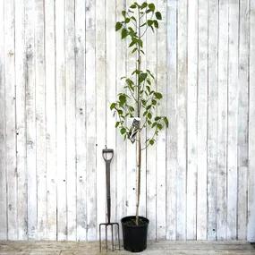Birch Snow Queen in 10L Pot
