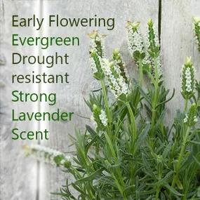 Evergreen and drought resistant lavender