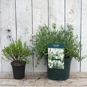 1 litre pot compared with p9 pot - Snowman Lavender