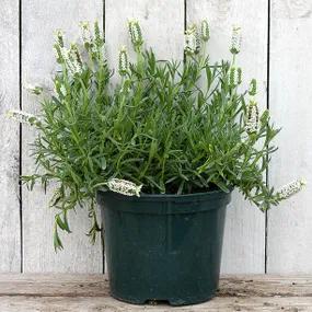 2 Litre Potted Snowman Lavender Plant