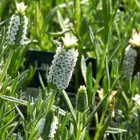Snowman Lavender