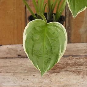 So Sweet Hosta Leaf