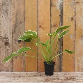 So Sweet Hosta in 9cm pot